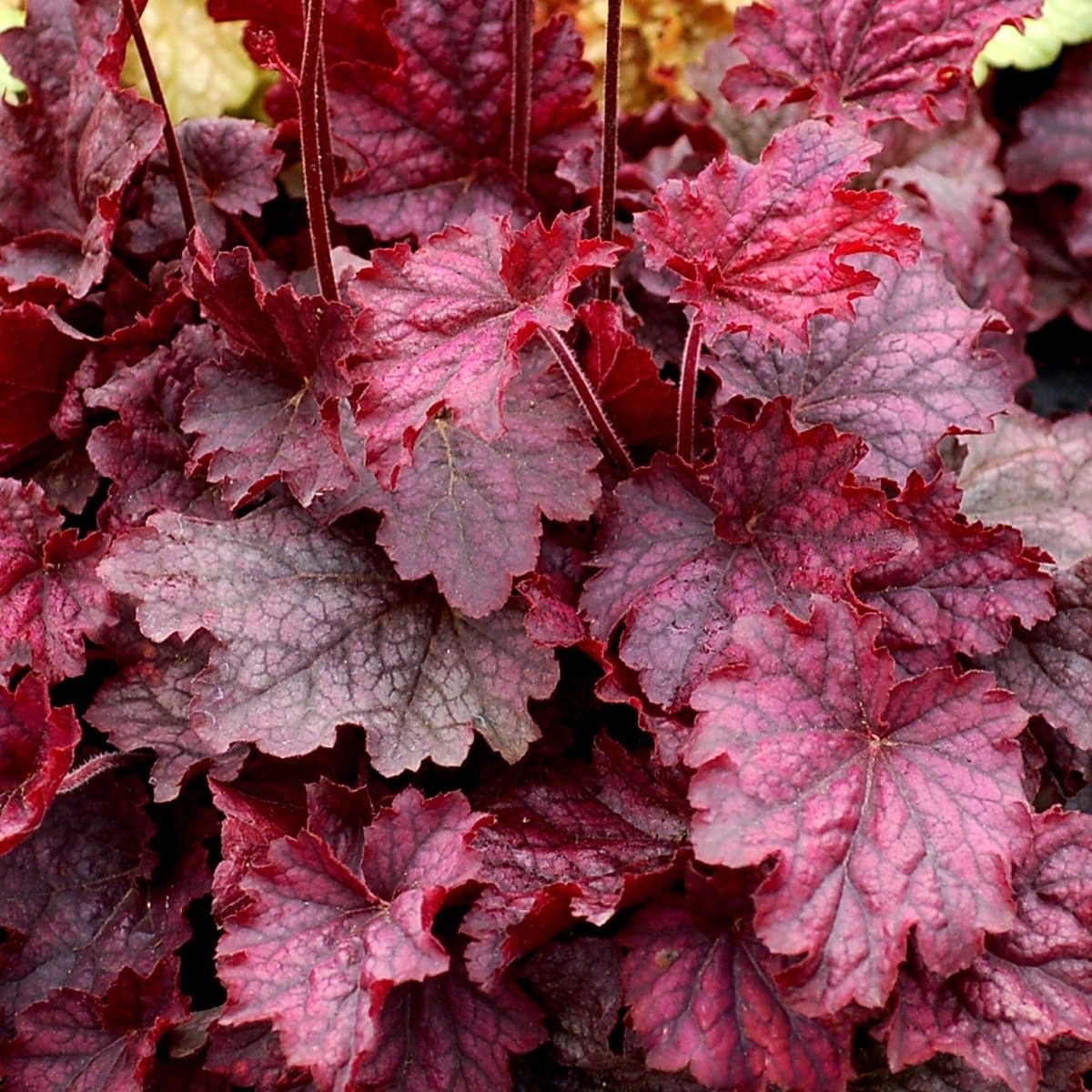 HostasDirect's tweet image. Colorful Windowsill Heucheras; SALE! Hostas! - mailchi.mp/hostasdirect/c…