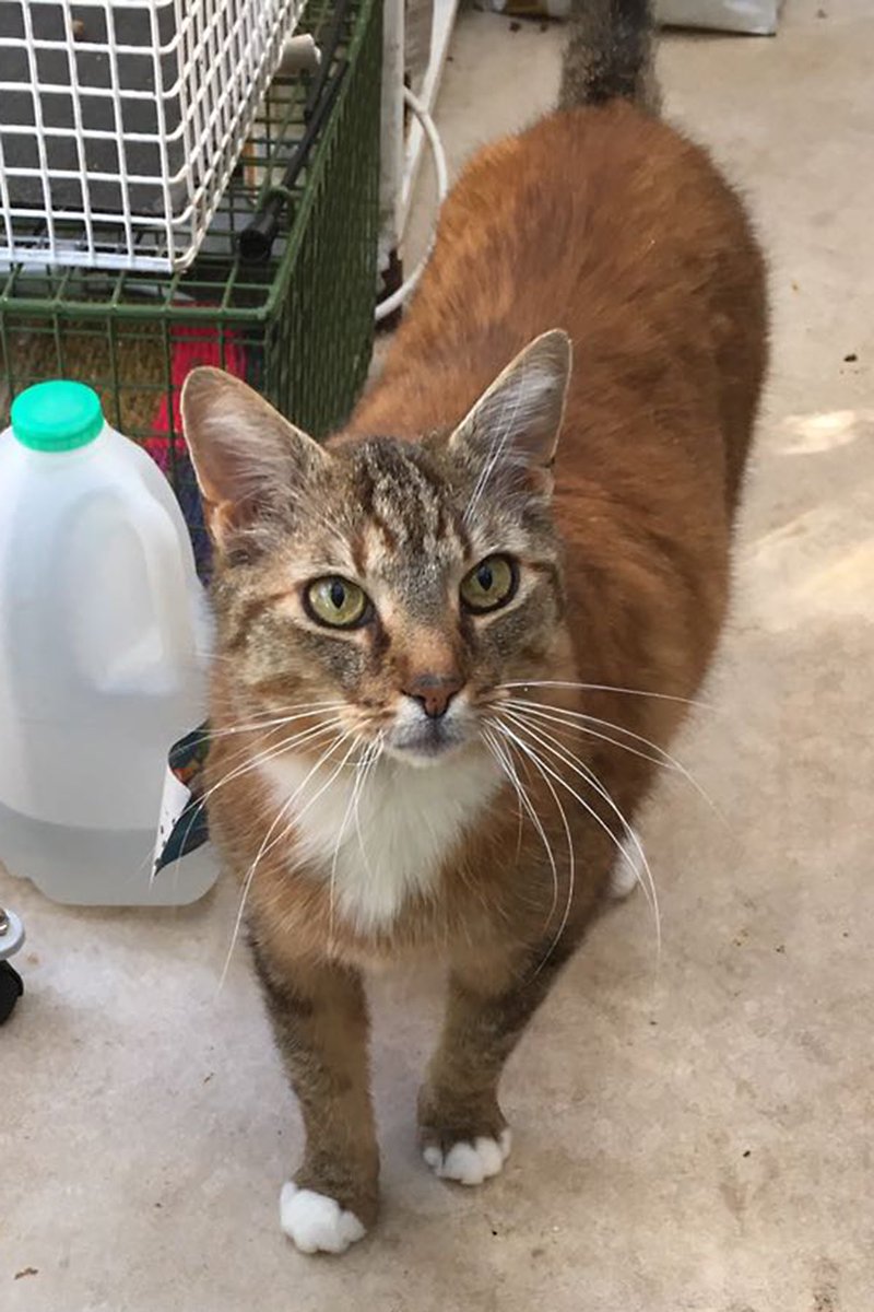 MNashCatRescue's tweet image. Sorry for the lack of retweets tonight but just a quick tweet to say that we've had no interest in lovely Tom and Jerry. Please #AdoptDontShop this #charitytuesday