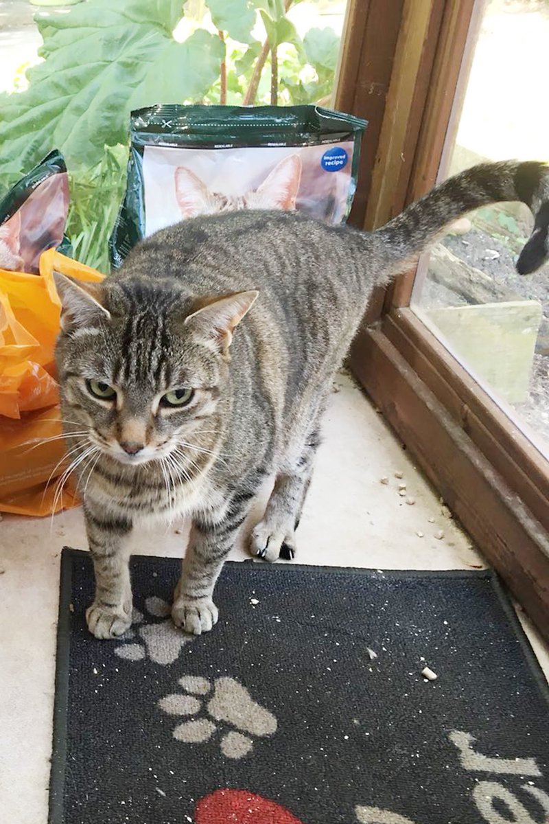 MNashCatRescue's tweet image. Sorry for the lack of retweets tonight but just a quick tweet to say that we've had no interest in lovely Tom and Jerry. Please #AdoptDontShop this #charitytuesday
