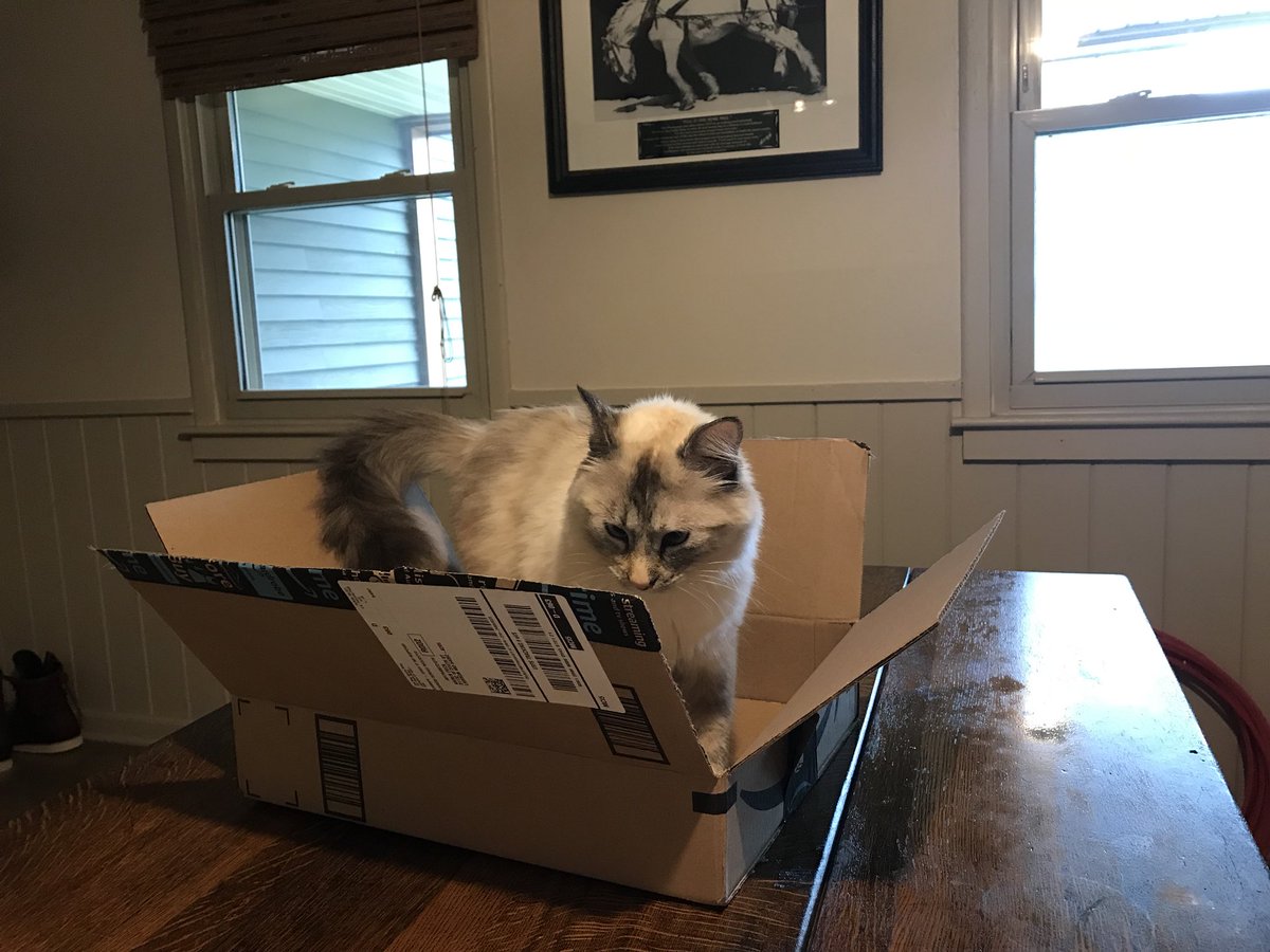darkhorseofkc's tweet photo. For the love of boxes #simonscatlogic @SimonsCat #catsoftwitter https://t.co/p1cgpVoWmu
