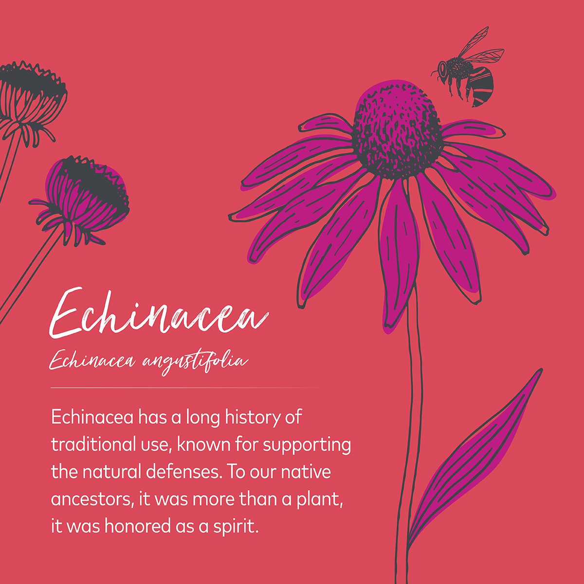 Gaia Herbs tweet media