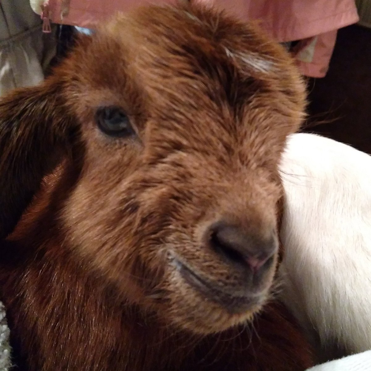 smssy6849's tweet photo. Why is this baby goat smiling? She knows her humans will never eat her or sell her for meat. #imnotfood https://t.co/RtQHx9er5K