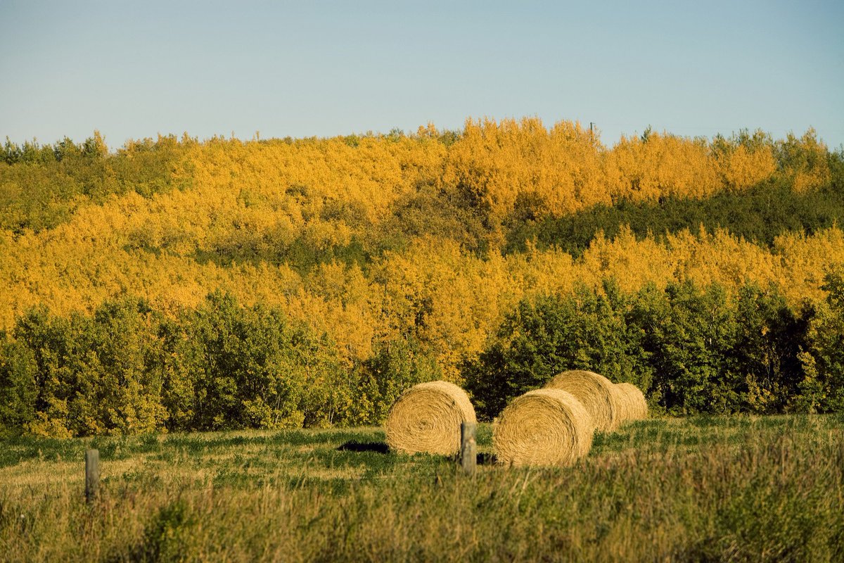 SaskCattlemens's tweet photo. This year hay and feed is in short supply in many parts of SK. 
The SCA wants help producers connect. If you have feed for sale or are looking for feed please post here. Please feel free to share this link with your family, friends and neighbours. 
https://t.co/Hq8M8xOd5u https://t.co/lD35sv1Srg