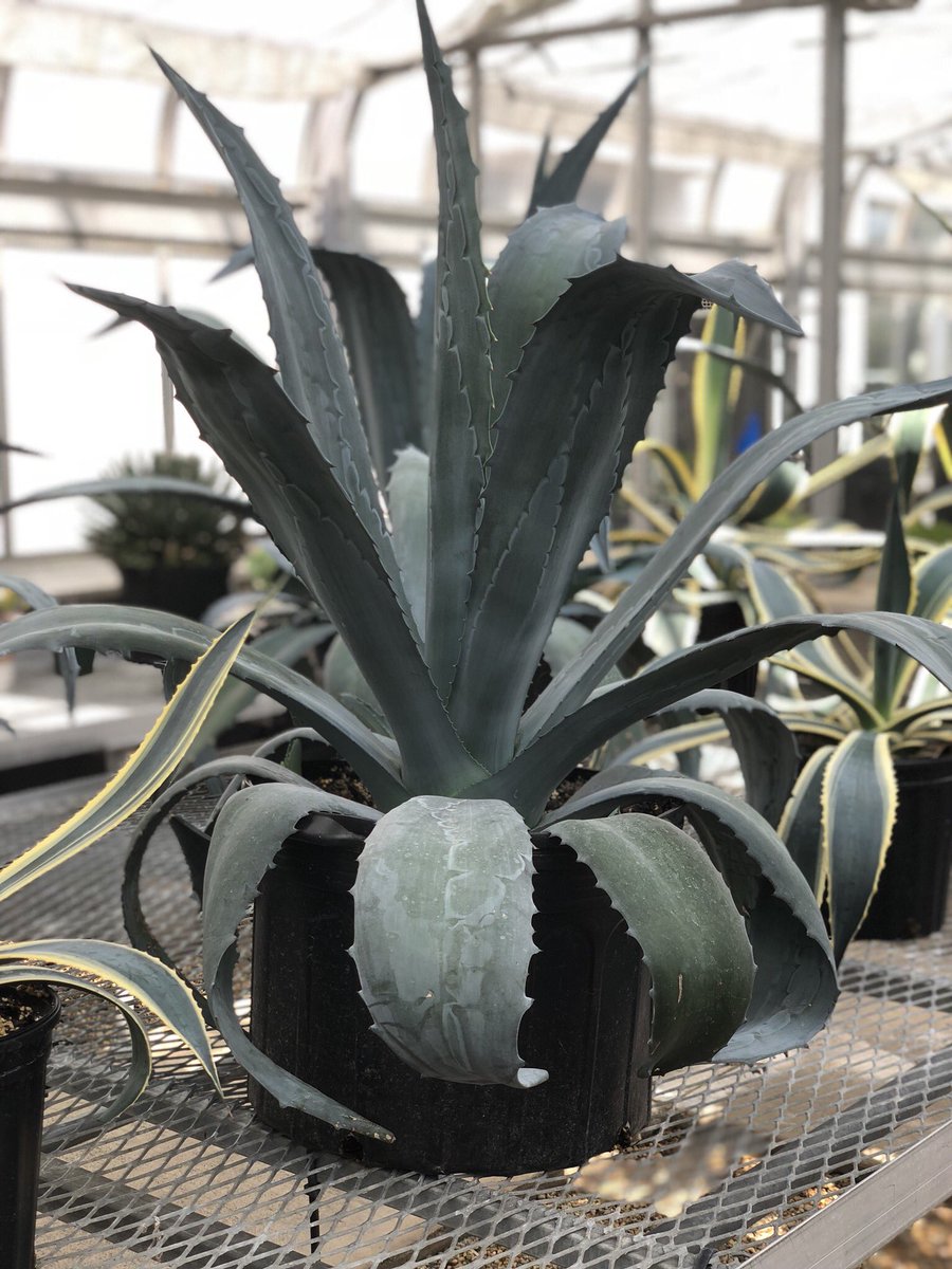 ScientistESS's tweet photo. Happy #BotanicalTermTuesday 

Today’s word: #monocarpic (adj.): flowering only once and then dying. 

Example: The monocarpic agave in the greenhouse poked me as I walked by—it hurt. https://t.co/KIUO7lYpp1
