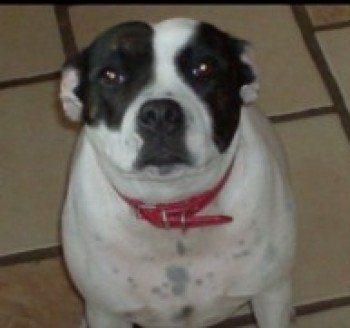 MissingPetsGB's tweet photo. 🐕 SUBSTANTIAL REWARD for Stella's safe return.
Poor ☆elderly☆ Stella is still #missing
☆fully deaf☆
16 yrs old SBT
Last seen 15 Aug in Waveney Road #Hunstanton #Norfolk #PE36
Does not usually go far so will be very frightened.
No sign despite searches https://t.co/bGqcF2z58o