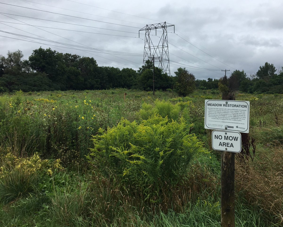Catharine Mackenzie On Twitter Meadow Restoration In Gatineau Hydro Corridor Future 16km Meadoway Greenspace Near Scarborough S Thomson Memorial Park Mymeadoway Toparks Scarborough Https T Co Cm41tkgayi