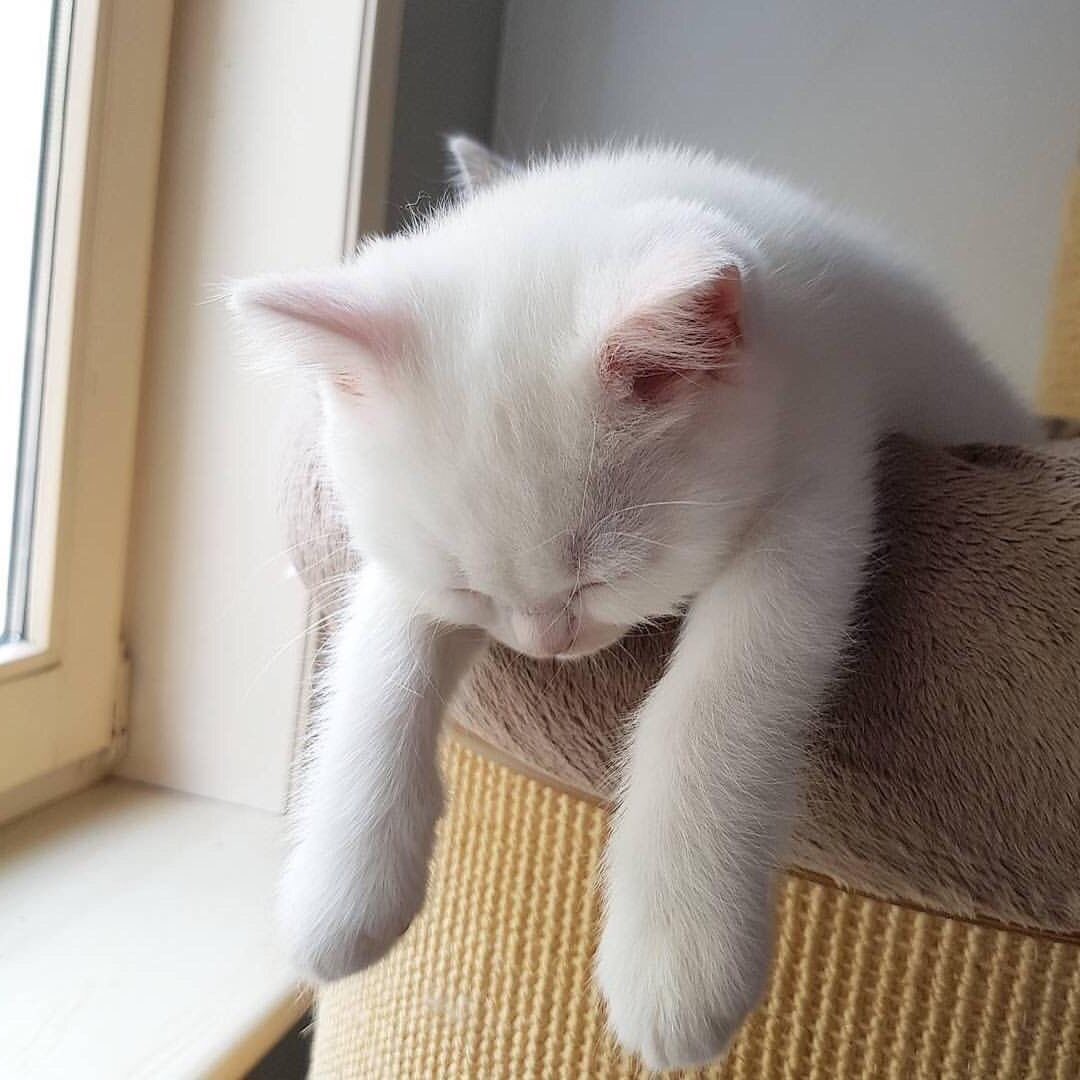 Прикольные картинки белый кот