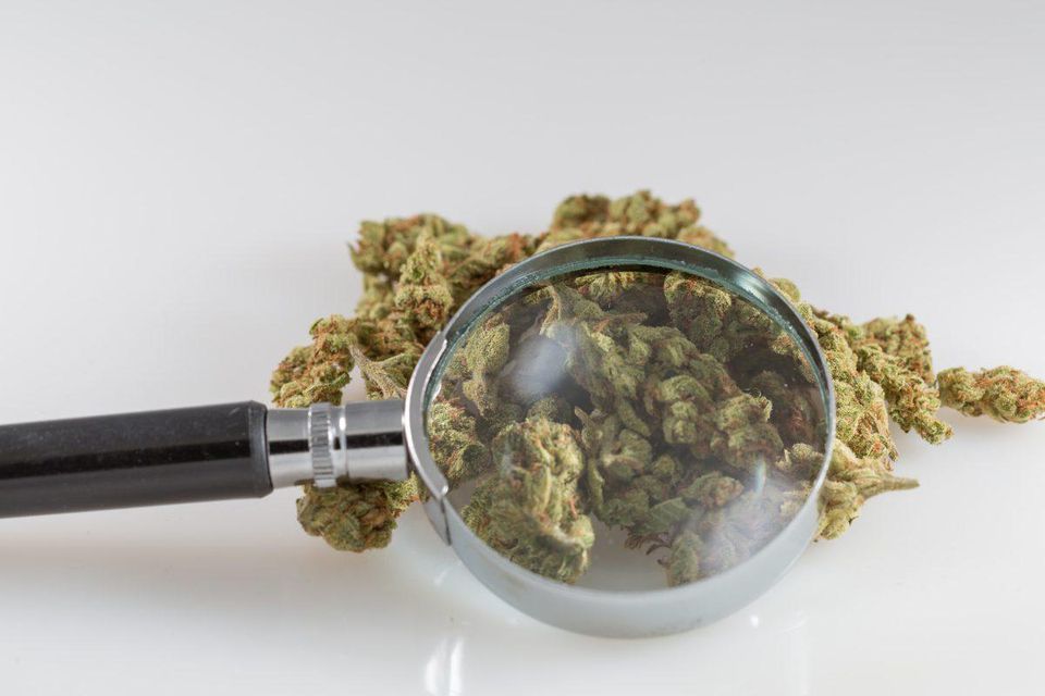 North Dakotans voted to approve medical cannabis two years ago, and now they will get the chance to decide on full marijuana legalization this November. <a href="/tomangell/">Tom Angell 🌳📰ⓥ</a> buff.ly/2vMj8Z0