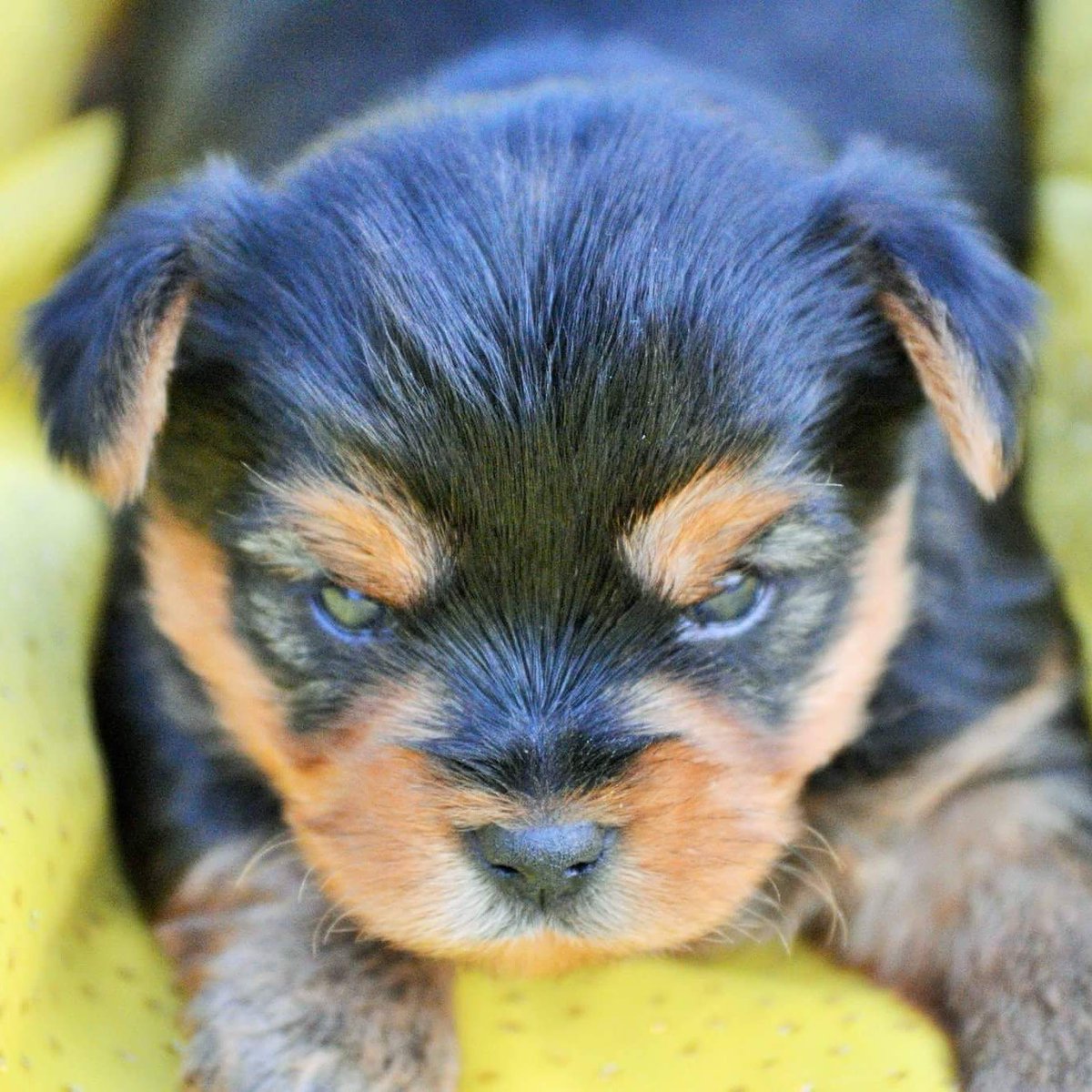 Luxury Yorkies (LuxuryYorkies) Twitter