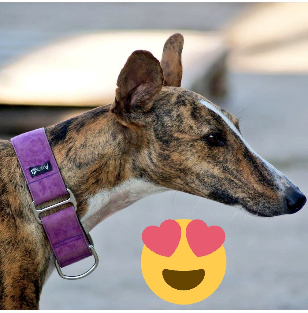La bella Flamenca ha bisogno di una casa, dolcissima e buona con tutti i suoi simili, stava per essere uccisa, ma il figlio del proprietario si è opposto e ha contattato i nostri volontari, ora ti aspetta per essere adottata! 
#galgo #levriero #adozione 
corazondegalgorescue.eu