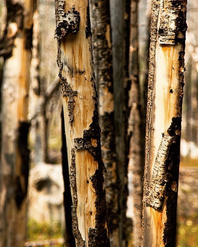 DennisRPhoto's tweet photo. Sun kissed trees on the hike to Quinnebaugh Meadow. #redlodge #montana #quinnebaugh #meadow #hiking #tree #post_fire #mountains #absaroka #beartooth #adventureawaits #amazingplaces #neverstopexploring #beautifuldestinations #wanderlust #exploremore #loveoneanother #brillian… https://t.co/8OGucwWOv8