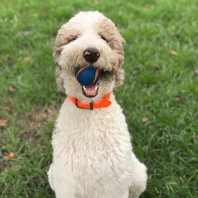 hotdogcollars's tweet photo. @rescuedpawz - did someone say "play?"
.
.
.
#HotDogOfTheDay #ImAHotDog #DogOfTheDay #DogDaily #DogsOfInstagram #DailyBarker #DogDailyFeature #DailyDogPost #Feature #DogCrush #HotDog
#Tuesday #TuesdayTip #TuesdayGrind https://t.co/pJ2Ux08b0g https://t.co/CzYjTglvK1