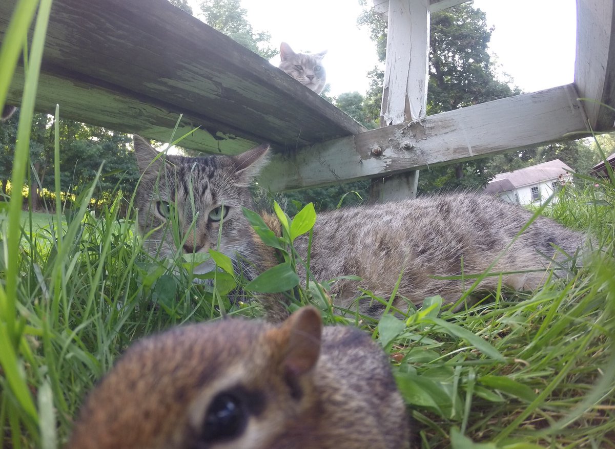 dolostone's tweet photo. Chippy the Chipmunk came over today to play with Rey the Kitten! When I perfect this Chipmunk GoPro harness I’m going to be rich! @GoPro #chippythechipmunk #catchandrelease #chipmunkselfie #reythekitten #lillythekitten #adoptdontshop🐾 #gopro #goprohero3 https://t.co/9H8ShhmyHA