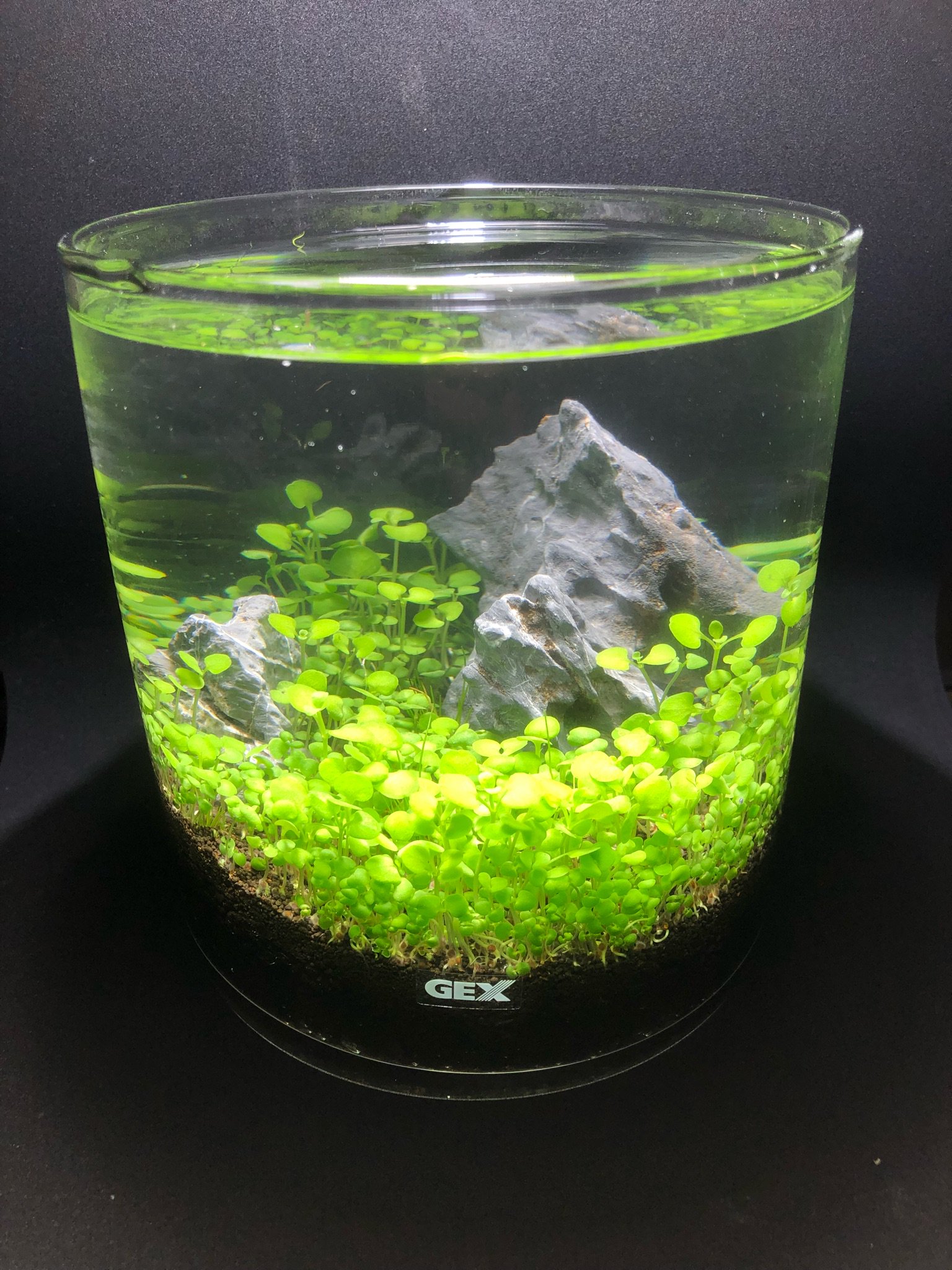 تويتر く るらいん على تويتر ねすこんエントリー画像差し替えです 立ち上げ日 8月22日 注水日 水槽 Gexグラスアクアリウムポット 濾過 無し 照明 18w Led 二酸化炭素 水換え及び炭酸水 使用水草 ニューロングカーペット ショートヘアグラス コンセプトや