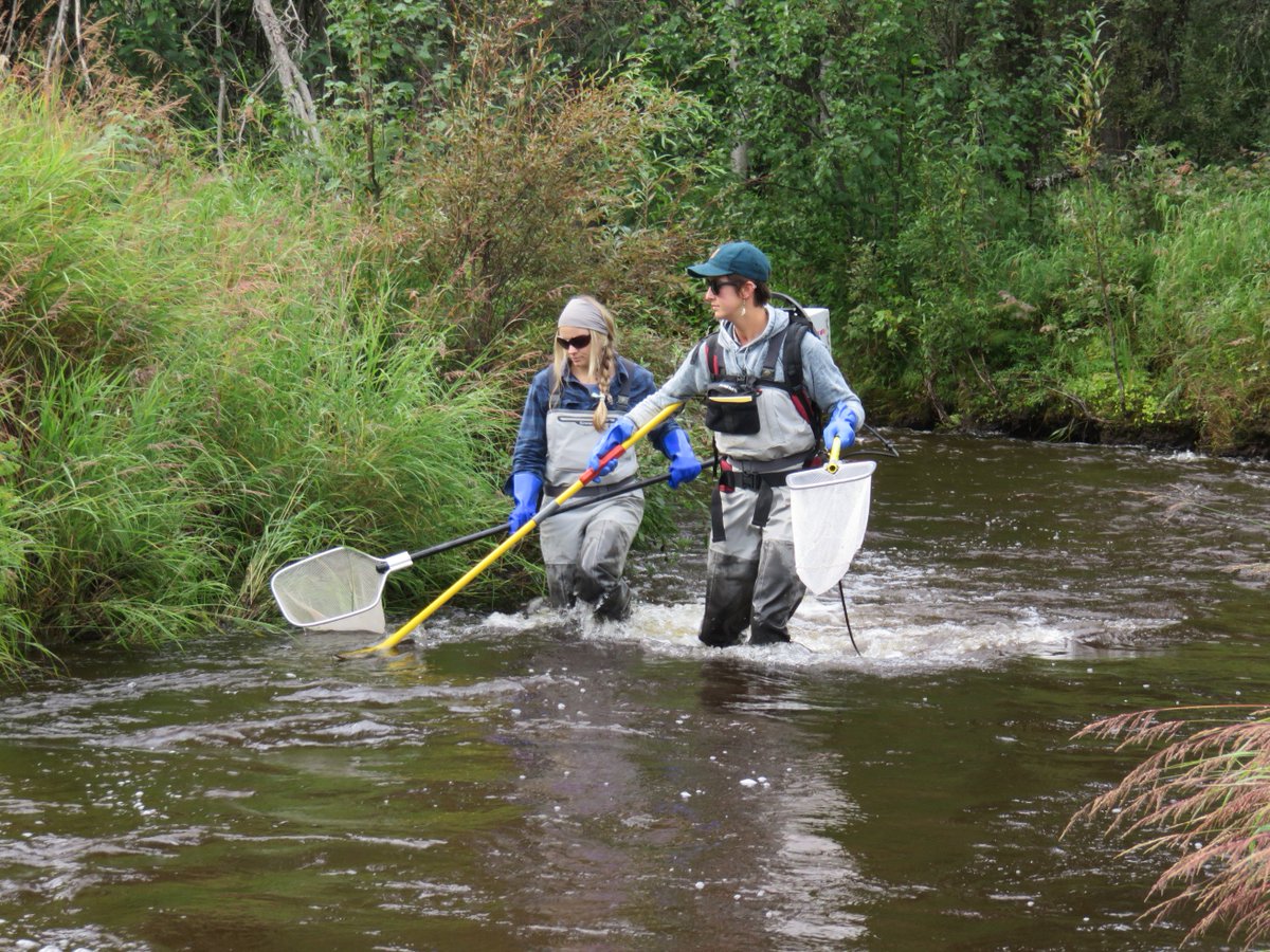 UAFcfos's tweet photo. Deanna Klobucar and Elizabeth Hinckle test out their #electroshocker in Colorado Creek. The machine is used to collect different kinds of #fish, which the team will record and measure before releasing them back into the creek. #naturallyinspiring
Photos by Lauren Frisch. https://t.co/THCuv5QO18