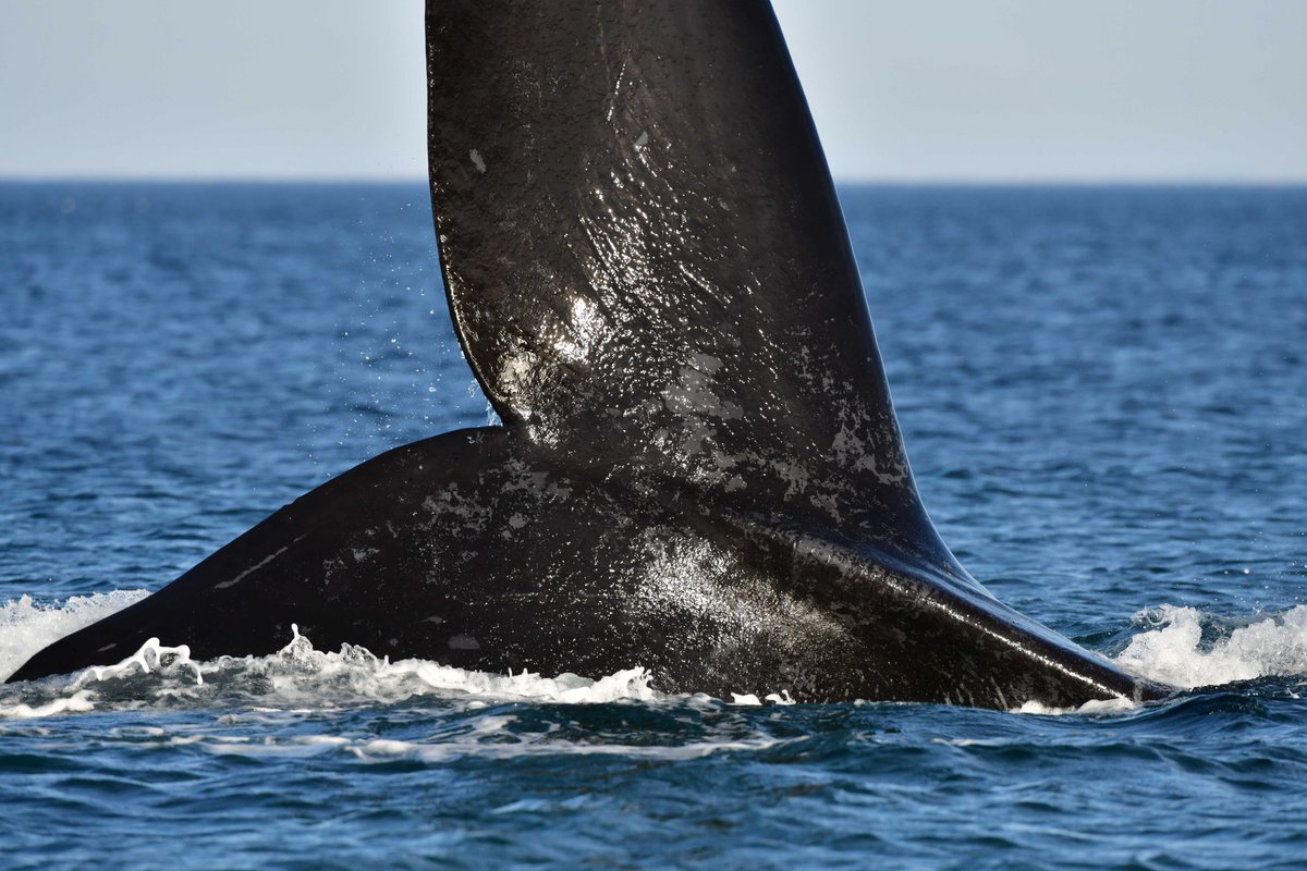 maxijonas's tweet photo. Una tarde en El Doradillo  #Madryn #LaMásLinda #Chubut #ballenas https://t.co/Afy48B3Lh0