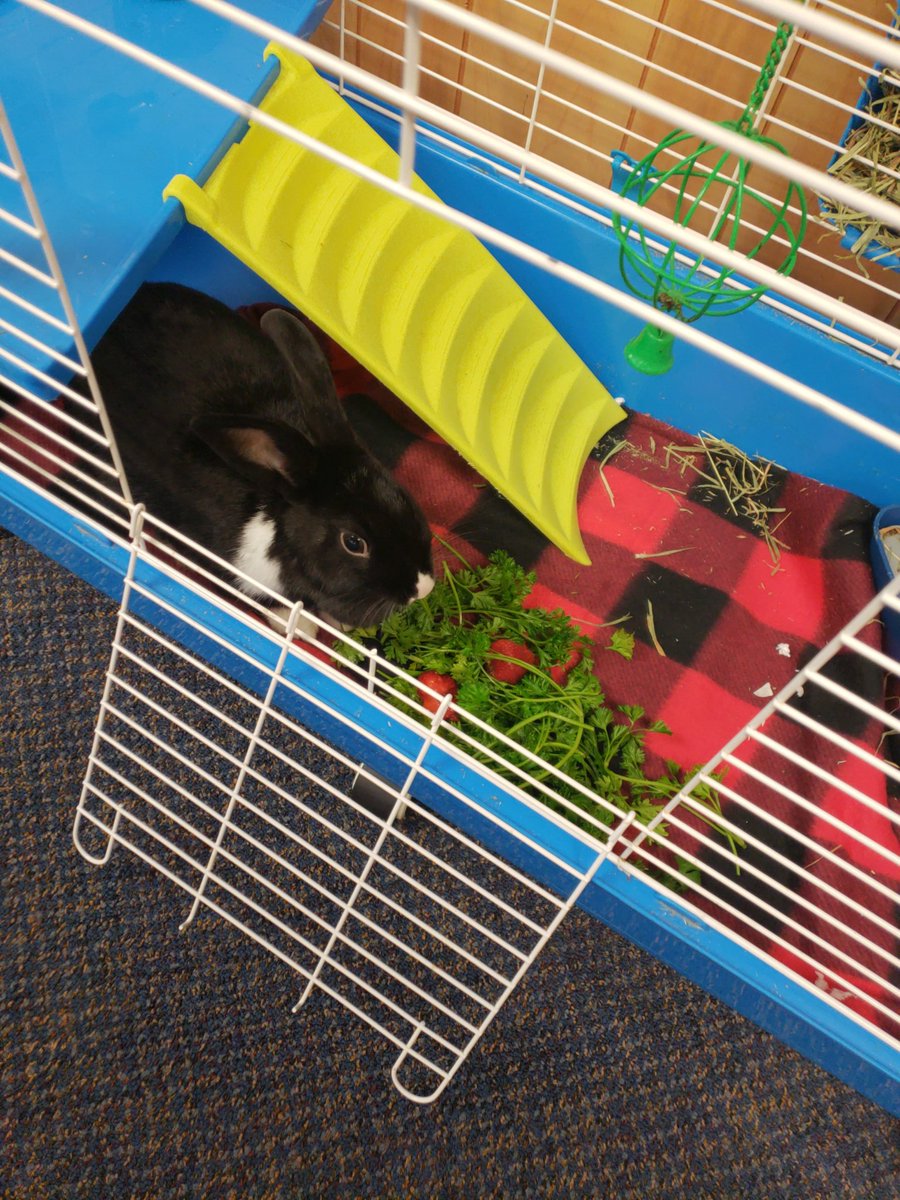 MrsCaffeySLE's tweet photo. Say hello to Ruby-Maxine, our class rabbit! This is her second year in my class! She's helping us learn how to be responsible and honest 3rd graders who S.H.I.N.E! #classpet #shine #thirdgraderocks @SLESuns https://t.co/Iv6z87Lne6