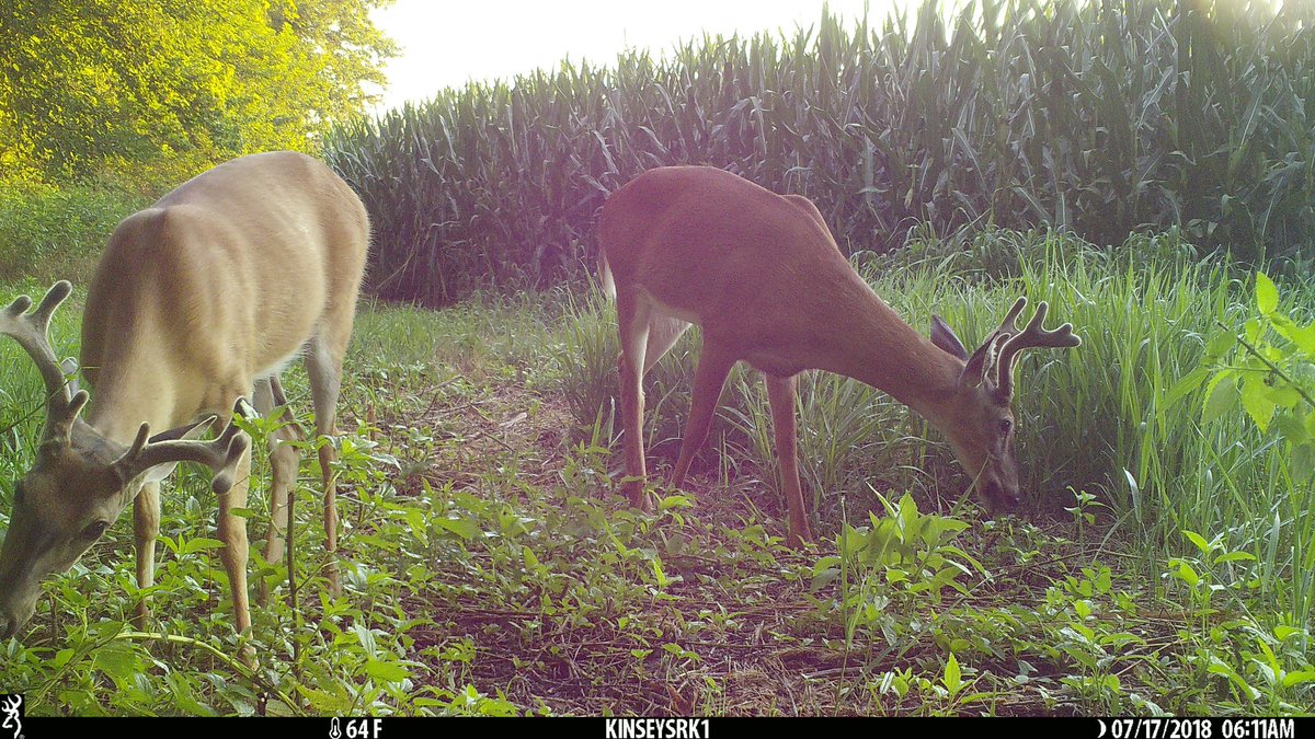 Looks like a great spot for a treestand! Team member Kinsey Edmunds captured this on her <a href="/BrowningCams/">BrowningTrailCameras</a> Strike Force XD!

#TrailcamTuesday #browningcameras #youvegottoseethis #trailcameras #deerseasoniscoming #hunting #whatgetsyououtdoors #deer #velvetbucks #browning