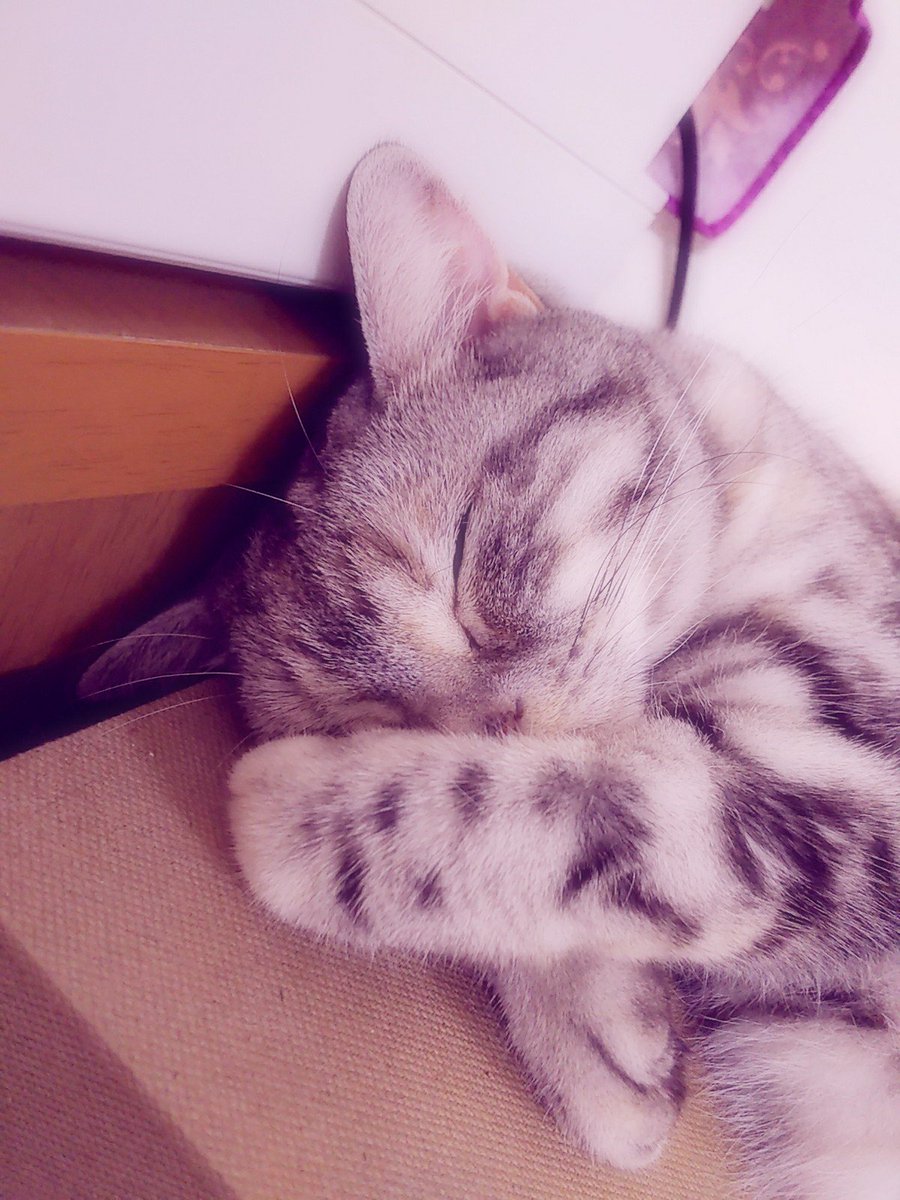 skullyouyou's tweet photo. #FT_Pretty
#にゃんこの日 https://t.co/D0Vehqprnm