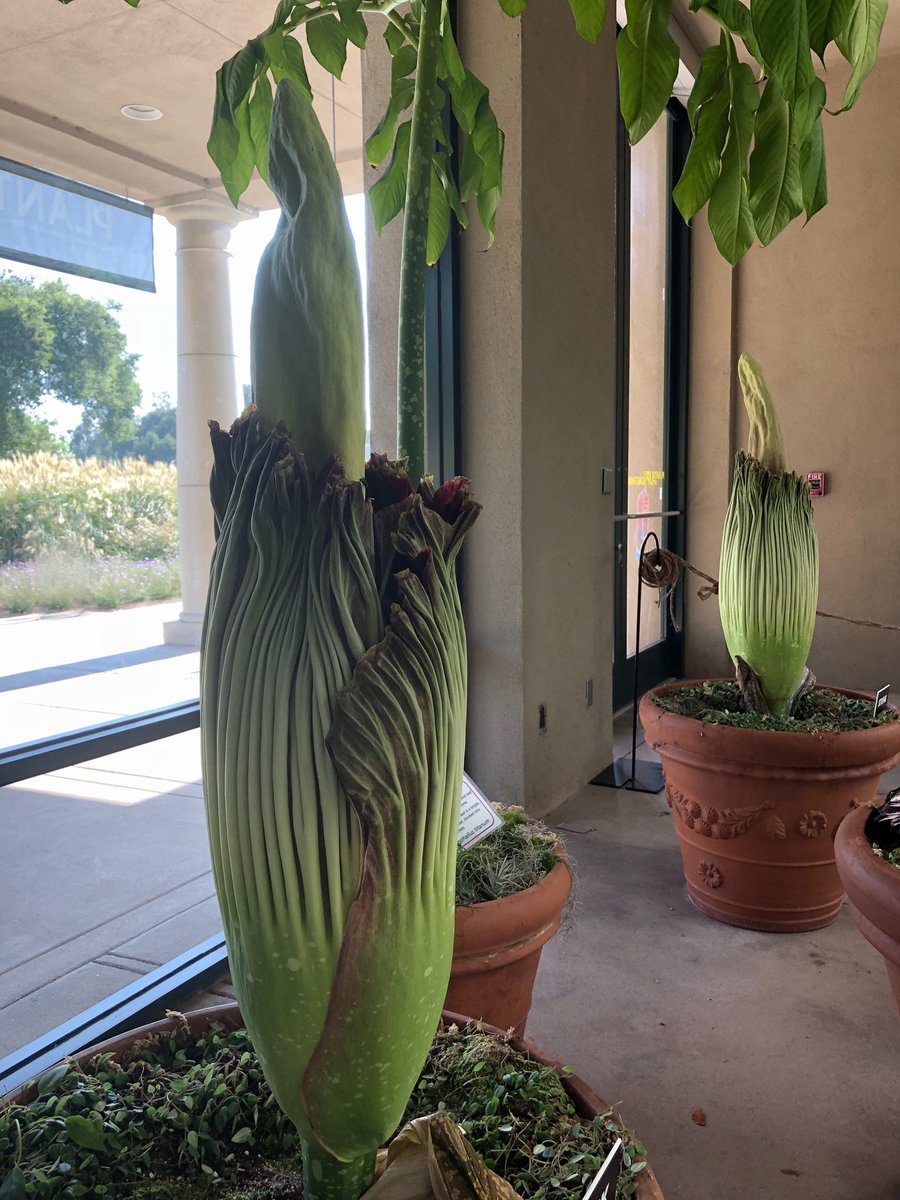 Hold your nose, everyone! Our 2 remaining #TitanTriplets are teaming up for a double bloom--and they're starting to open NOW! We'll be open for Members tonight from 6 to 9 p.m. Public hours tomorrow 10 a.m. to 5 p.m. #CorpseFlower #StinkyAtTheH huntington.org/corpseflower