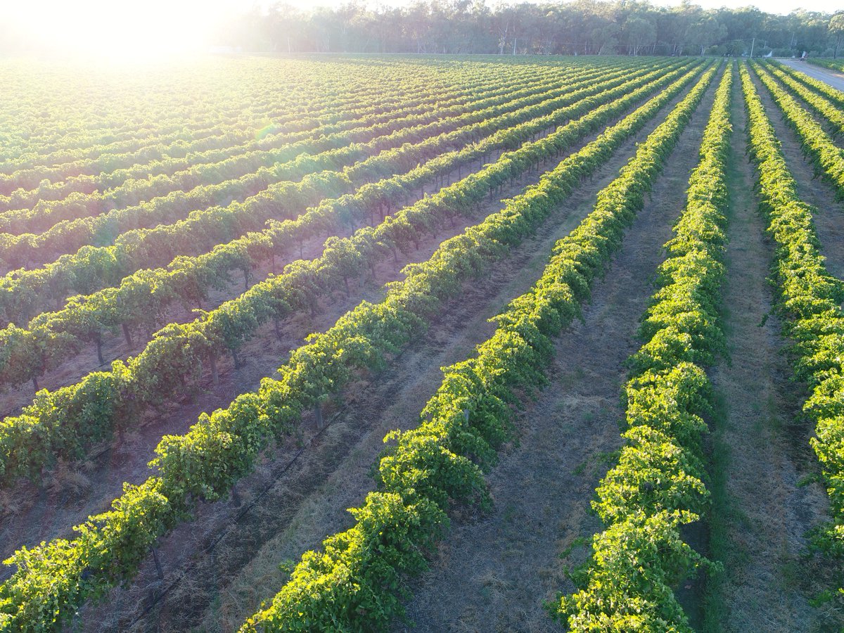 Did you know? Our backyard, the Riverina, is the largest wine producing region in NSW, growing 15% of Australia’s total grape production! 🍇 
#mcwilliamswines #riverina #riverinaregion #riverinawine #nswwine #australianwine #winelife #wineoclock #vino #sunrise