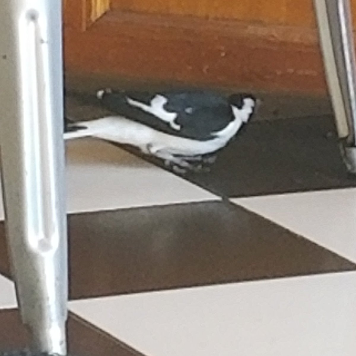 Teddy Wilson On Twitter Breakfast Spot Perth Australia Bird