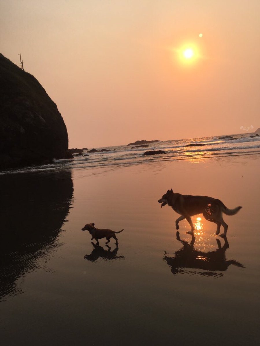 dog_rates's tweet image. Say hello to Aiden and Ruby. They are 9 and 14 years old, respectively. Ruby is the leader of all adventures and Aiden is her sworn direwolf. Both 13/10 would follow into the sunset