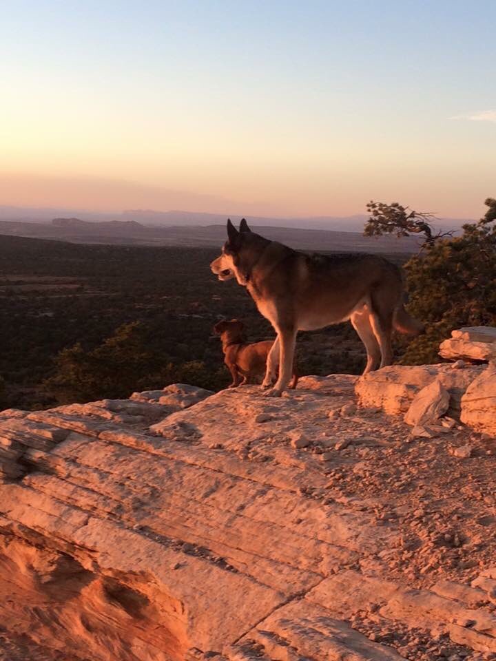 dog_rates's tweet image. Say hello to Aiden and Ruby. They are 9 and 14 years old, respectively. Ruby is the leader of all adventures and Aiden is her sworn direwolf. Both 13/10 would follow into the sunset