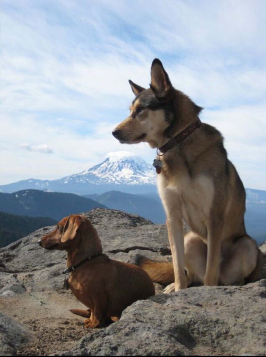 dog_rates's tweet image. Say hello to Aiden and Ruby. They are 9 and 14 years old, respectively. Ruby is the leader of all adventures and Aiden is her sworn direwolf. Both 13/10 would follow into the sunset