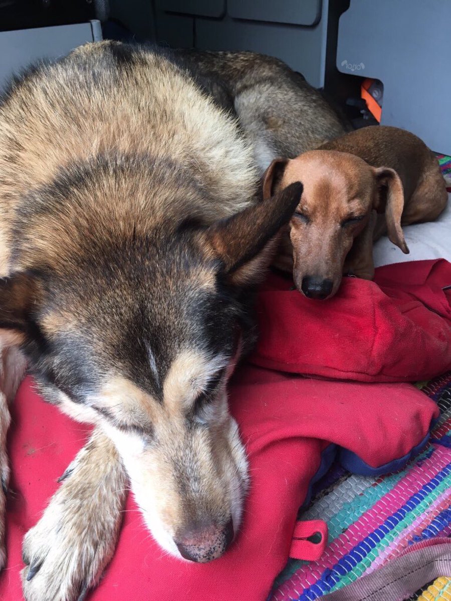 dog_rates's tweet image. Say hello to Aiden and Ruby. They are 9 and 14 years old, respectively. Ruby is the leader of all adventures and Aiden is her sworn direwolf. Both 13/10 would follow into the sunset