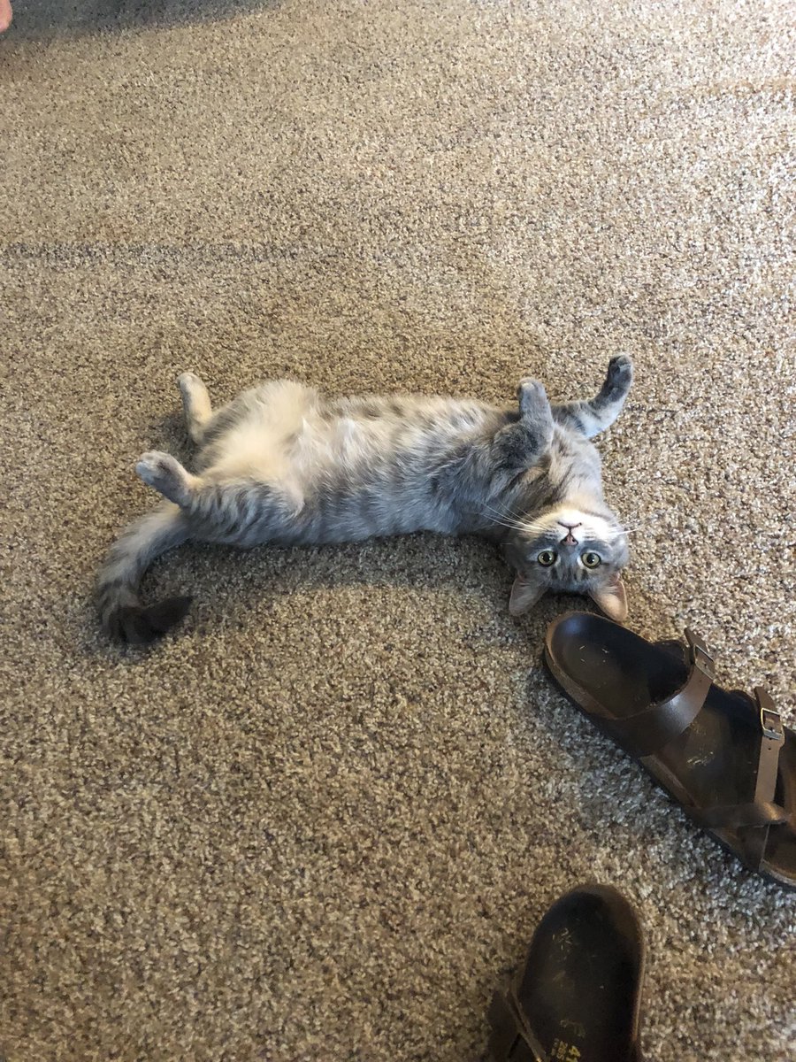 ErynStutterheim's tweet photo. I wish I was allowed to have dorm kitties because I miss these two so so much. :(( https://t.co/aO0vTCK1bz