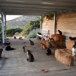 夢の職場ｗギリシャの「住み込みで猫の世話」するだけの求人に応募殺到!