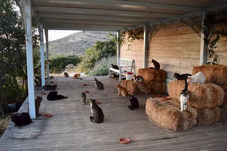 夢の職場ｗギリシャの「住み込みで猫の世話」するだけの求人に応募殺到ｗｗｗ
