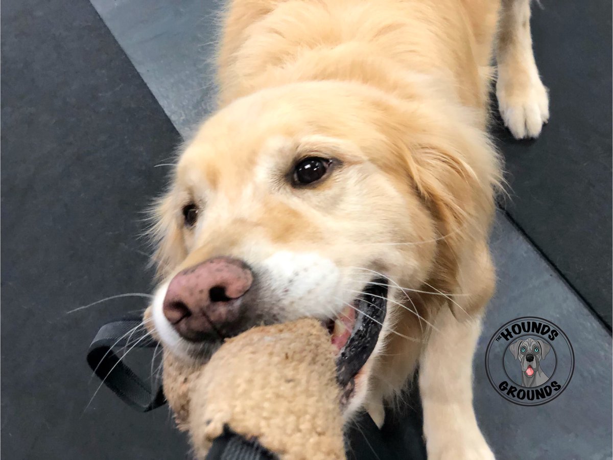 houndsgrounds's tweet photo. Sport Club at The Hounds Grounds offers clients a physical and mental outlet while training your dog and competing with other in class. Huntington Beach, Ca. Nothing like it! https://t.co/UAlU6qUwbc