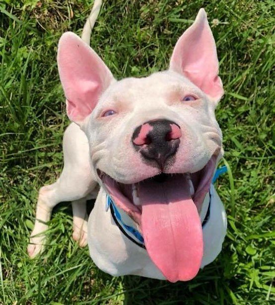 FindFureverhome's tweet photo. Even with only three legs and deafness, Spud is all smiles! This pupper deserves the best!
.
Check out Spud’s Fureverhome profile on your phone by copying the link below or using the link in our profile. We’re super mobile friendly now!
.
… https://t.co/f8gTO3FBWY https://t.co/vlMbcgU7rc