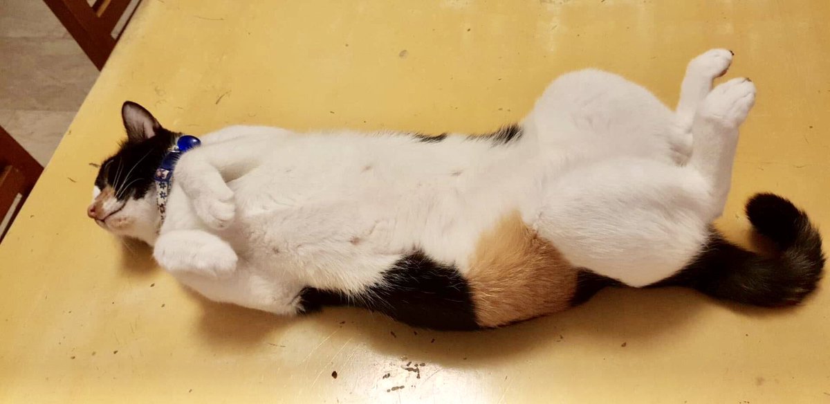 riailano's tweet photo. There are just days that I want to be like my cat Pipita. #humpdayfeels #wednesday #introvertcat #southiegurl #furmom #mykidshavepaws #adoptdontshop #catnap https://t.co/BPntmD9gEA
