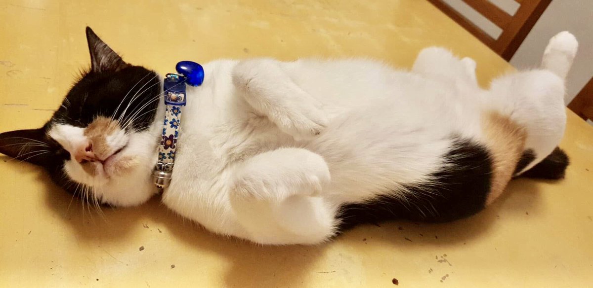 riailano's tweet photo. There are just days that I want to be like my cat Pipita. #humpdayfeels #wednesday #introvertcat #southiegurl #furmom #mykidshavepaws #adoptdontshop #catnap https://t.co/BPntmD9gEA