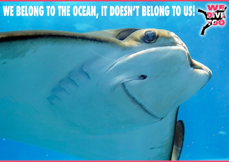 A subtle difference but an important one.
#scubadiving #scubadiver #wedivetoo