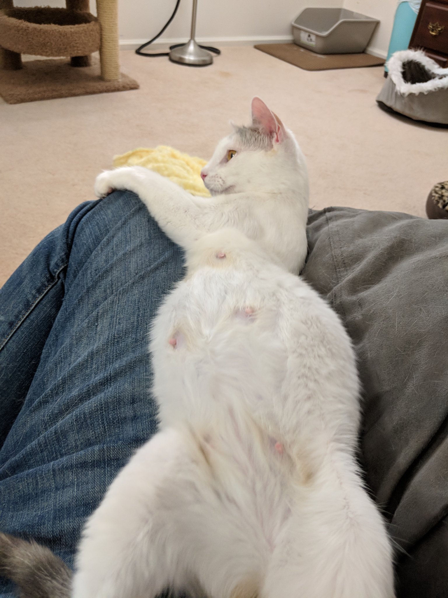 Kitten Academy on Twitter "See if you can tell which of these photos