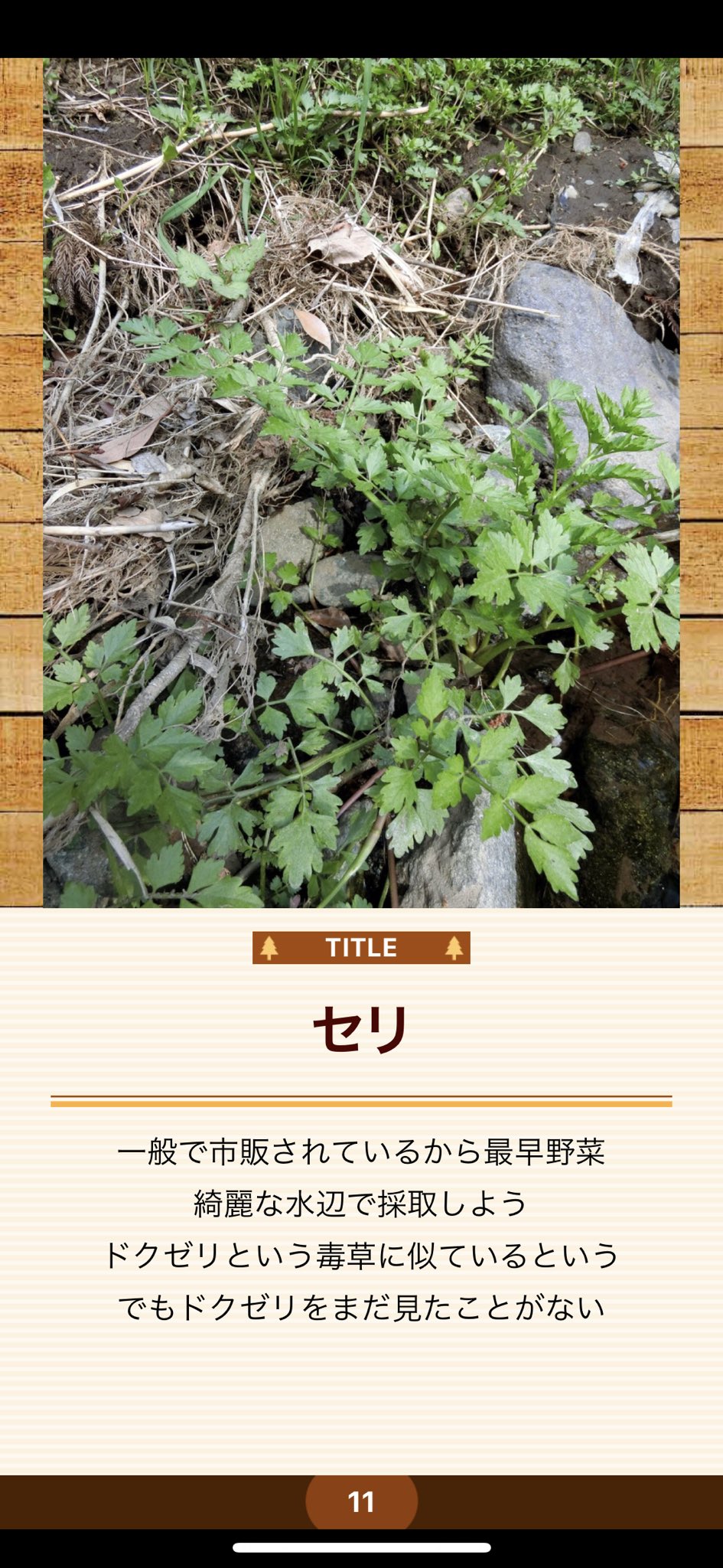 My図鑑 図鑑作成アプリの人 A Twitter セリ 綺麗な水辺によくあります My図鑑 山菜図鑑 植物図鑑 山菜 植物 草木 図鑑 川 山 山登り 登山 ハイキング カメラ 写真 Iphone Android スマホ アプリ T Co Ok6e7vgbzz Twitter My図鑑 図鑑作成アプリの人 A Twitter セリ 綺麗な水辺によくあります My図鑑 山菜図鑑 植物図鑑 山菜 植物 草木 図鑑 川 山 山登り 登山 ハイキング カメラ 写真 Iphone Android スマホ アプリ T Co Ok6e7vgbzz Twitter