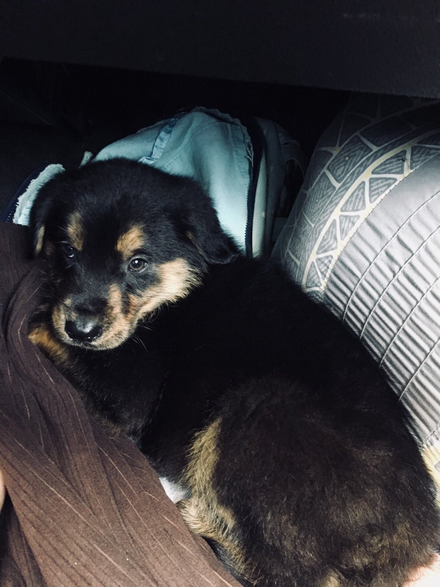 HargroveLindsey's tweet photo. Newest edition to the family ! Always wanted to have my own little best friend , welcome home my sweet baby Behr .😍💕 https://t.co/etG6nxtCbl