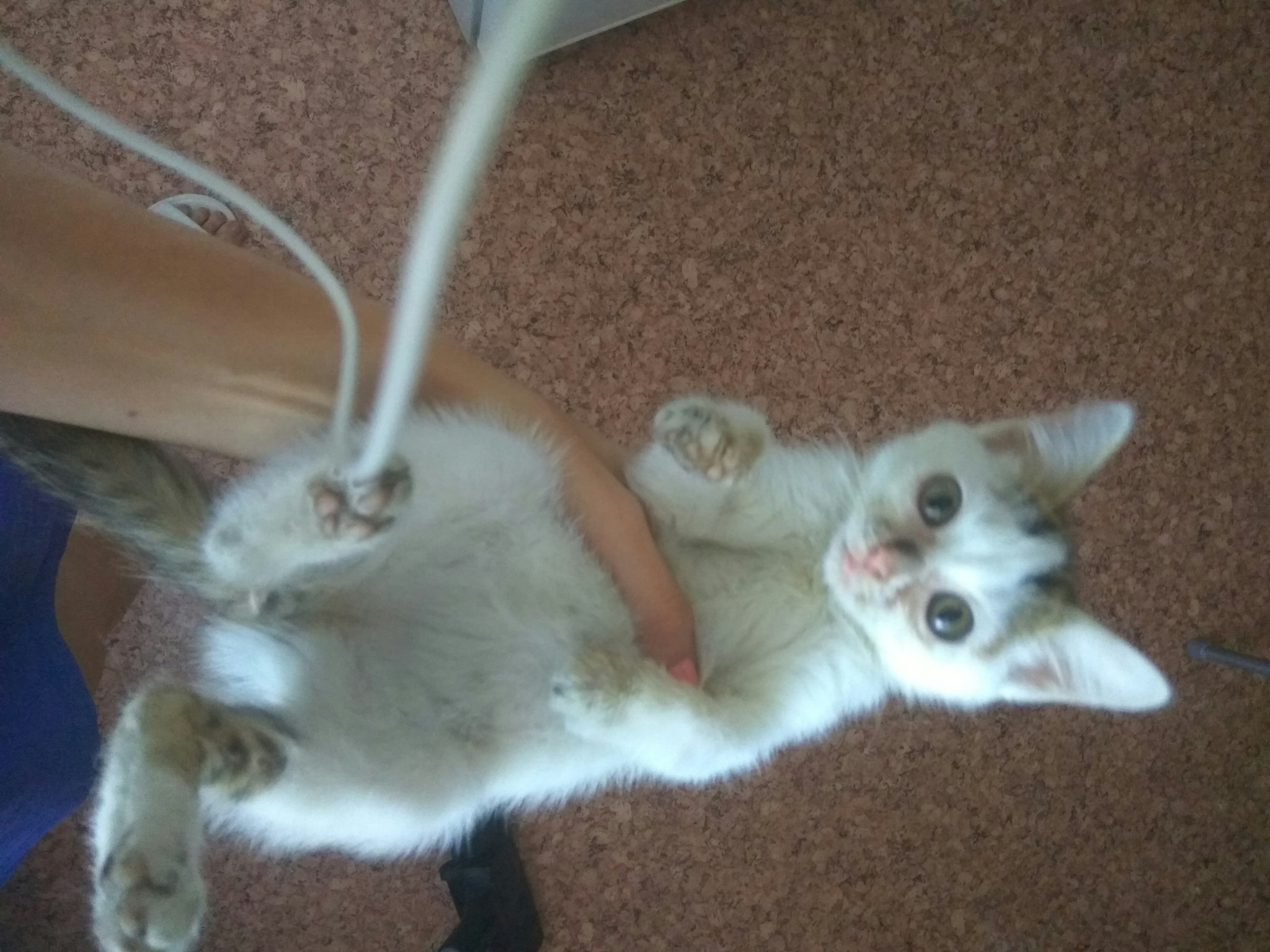Рахит задних лап у котят