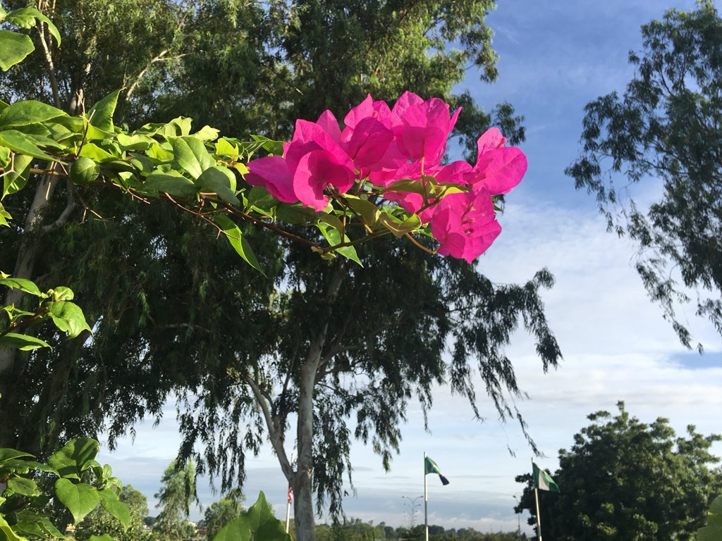 AUNigeria's tweet image. Looking at beauty in the world, is the first step of purifying the mind.

Amit Ray

#AUNCampus #FallLoading