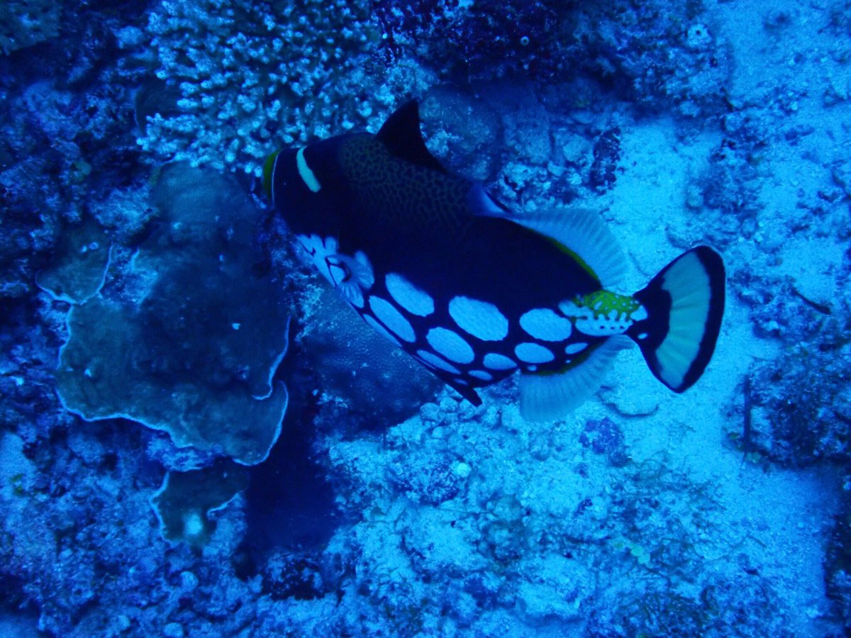 NMaldives's tweet photo. モンガラカワハギっていうお魚🐠
不思議な模様でイケてる❗️
What a curious pattern🤩
- - -
#低予算で #気軽に #モルディブ #旅行 #マーフシ #ゲストハウス  #ローカル島 #リゾートじゃないよ  #海 #南国 #ビーチ #旅行 #海外 #海外旅行 #シュノーケリング #ダイビング #モルジブ https://t.co/Ce86FOzumv
