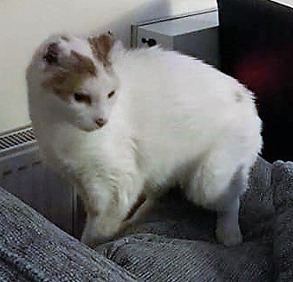 CatsMissing's tweet photo. 🆘#FindOurRobbie INDOOR #LostCat
Escaped 11/8 Brookfield Court Alcester Rd #StratfordUponAvon CV37 #Warwickshire
Sighted👀Thurs 16/8/18 in woodland🌳walk #AnneHathawaysCottage🏡Cottage Lane #Shottery #StratfordUponAvon #NeedsFindingFast #MissingCatsUK
FB▶https://t.co/bWoXYY7Fqe https://t.co/7DdGkQp8lb