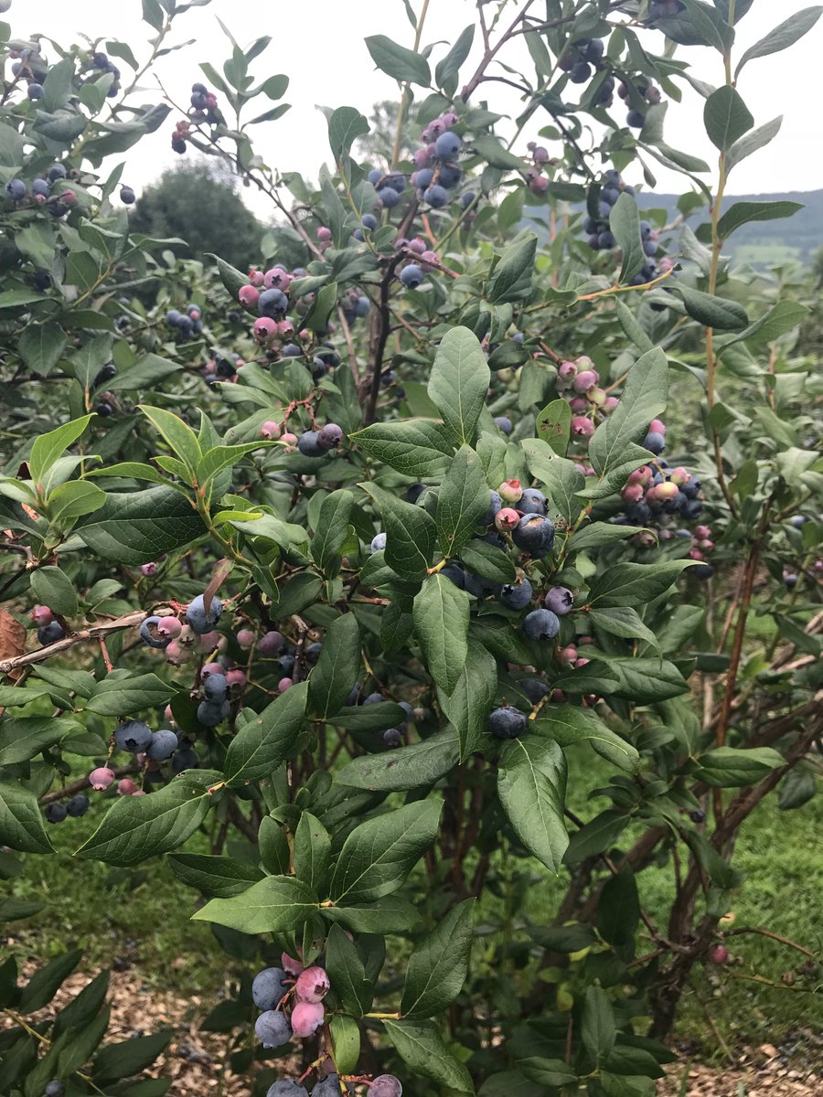 BedfordMOF's tweet photo. #UseLessGreenTheRest for a livable climate & support local farms. Idea #65: Buy seasonal, fresh food @ local farms instead of buying it @ a grocery store. You reduce your carbon footprint since your food is not shipped thousands of miles & aid the local economy. @MothersOutFront https://t.co/C3M2Prr7XZ