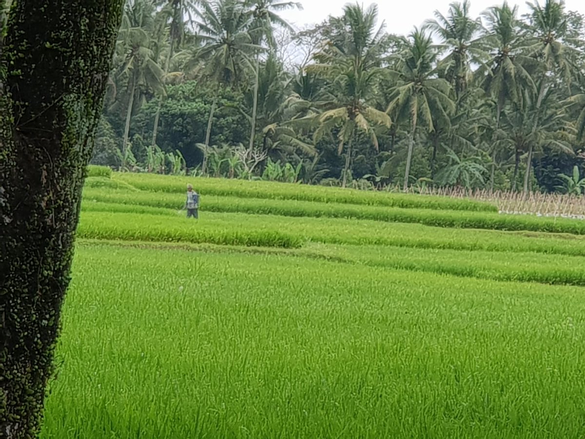 Well with that issue now in the process, let’s share some pics of Bali! Super bummed #GiliIsland was closed but I got to experience an earthquake tho! Super weird feeling!