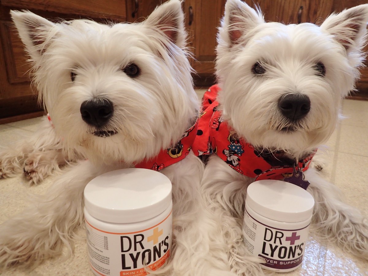 kinleywestie's tweet photo. I got to #review #DrLyons supplements from @Chewy πππ https://t.co/XgzG46p9dU #chewy #chewyinfluencer #terriertuesday #tastytuesday https://t.co/xLO04iVsmb