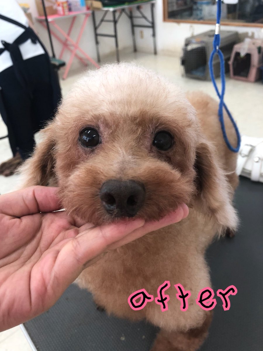 ট ইট র Hogoken Cafe 印西店 メルコさん シャンプーしました とってもとってもお利口さんでした 里親募集 トイプードル 6歳 歯周病 乳腺腫瘤 脱毛箇所あり 臍ヘルニア ラブファイブ 保護犬カフェ 印西