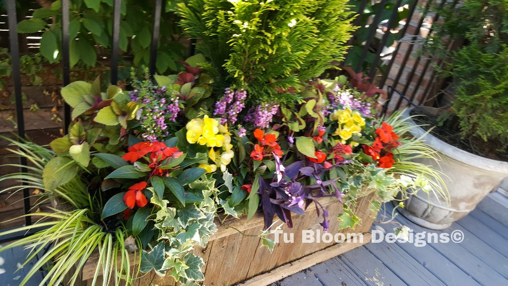 #Summer Container #Garden creations <a href="/TracyButlerABC7/">Tracy Butler</a> <a href="/TommyTonsberg/">Tommy Tønsberg</a> <a href="/kgimson/">k gimson 🌻🐝</a> <a href="/HarrietRycroft/">Harriet Rycroft</a> <a href="/chicagobotanic/">Chicago Botanic Garden</a> <a href="/ChefArtSmith/">Chef Art Smith</a> @JOHNGIDDING <a href="/TBrownABC7/">Terrell Brown</a> <a href="/gagasgarden/">Susan Fox</a> <a href="/rozvaronABC7/">Roz Varon</a> @kenny_raybould <a href="/RS_MCIHort/">rs_mcihort</a> <a href="/Urban_Creations/">UrbanCreations</a>